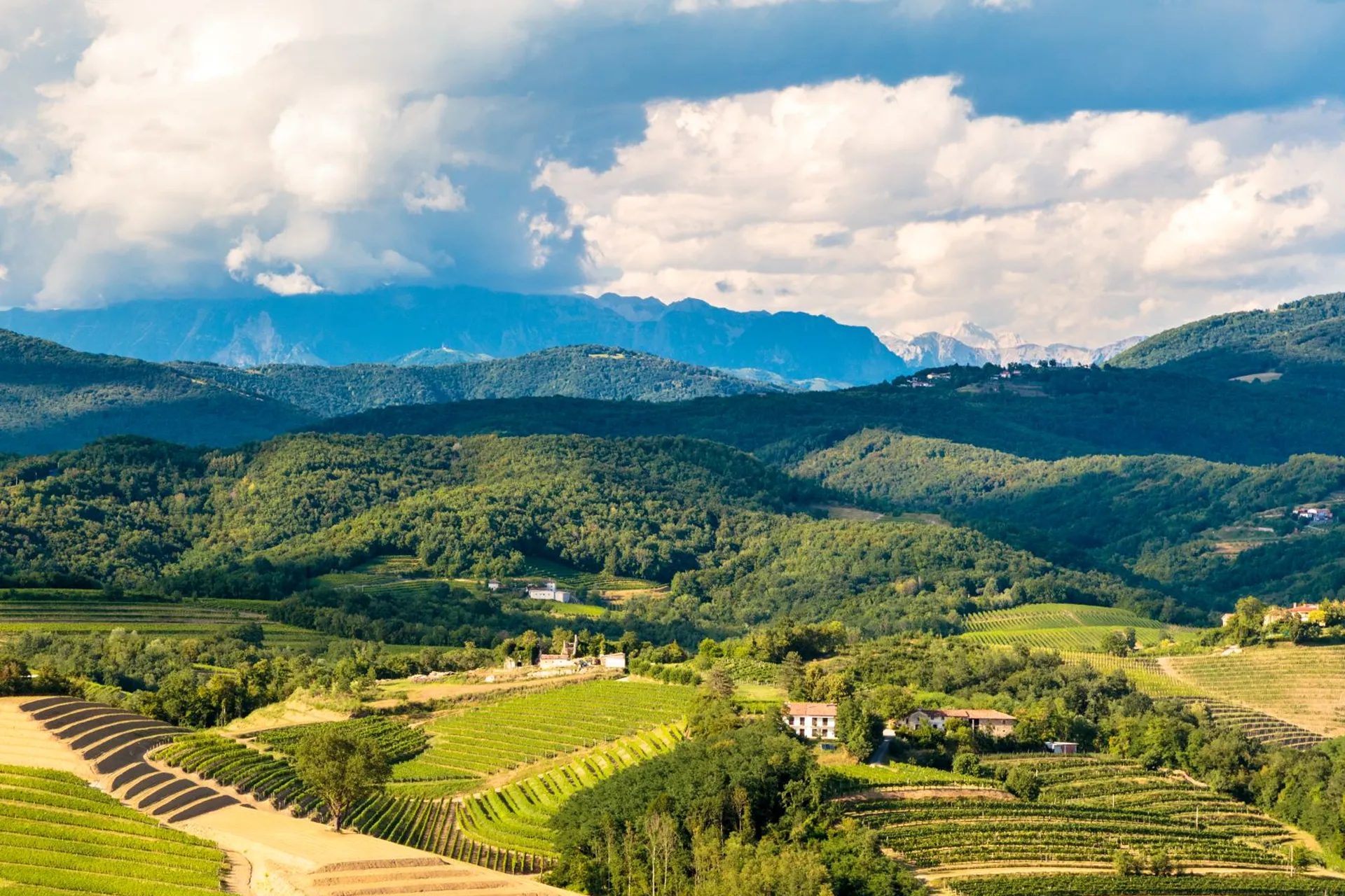 Collio Vineyards